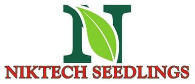 NikTech Seedlings — high quality hybrid seedlings
