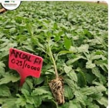 Ansal F1 tomato seedlings with batch label