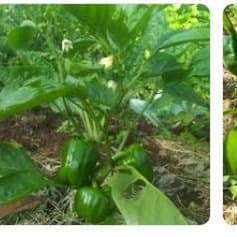 Capsicum plants grown from NikTech seedlings
