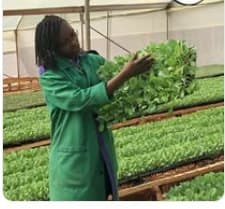 NikTech agronomist inspecting seedling trays