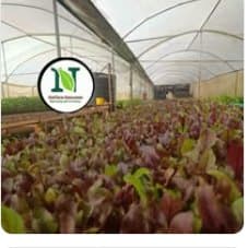 Greenhouse with red and green seedling beds