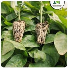 Well-rooted coco peat seedling plugs