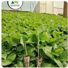 Spinach seedlings in trays inside a NikTech greenhouse