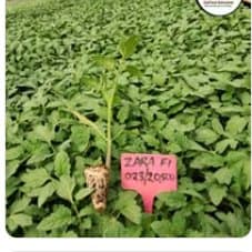 Zara F1 tomato seedlings with batch label